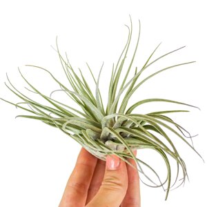 Тіландсия атмосферна Оксакана (Tillandsia Oaxacana)