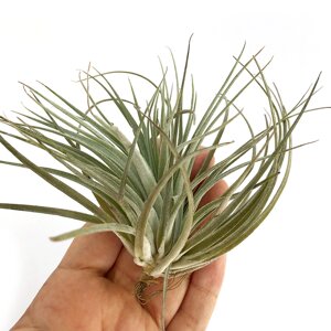 Тіландсія атмосферна Сільвер (Tillandsia Silver)