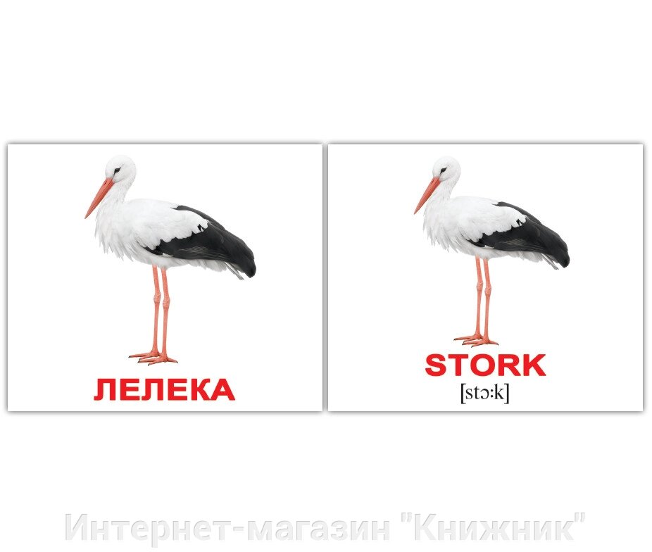 Картки Домана. Птахи/Birds . Міні. 40 карток. від компанії Інтернет-магазин "Книжник" - фото 1