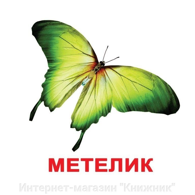 КОМАХИ. Картки Домана. Ламіновані від компанії Інтернет-магазин "Книжник" - фото 1