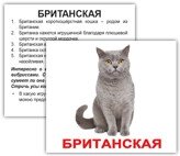 Породи кішок. Картки Домана. Міні. 20 шт. від компанії Інтернет-магазин "Книжник" - фото 1