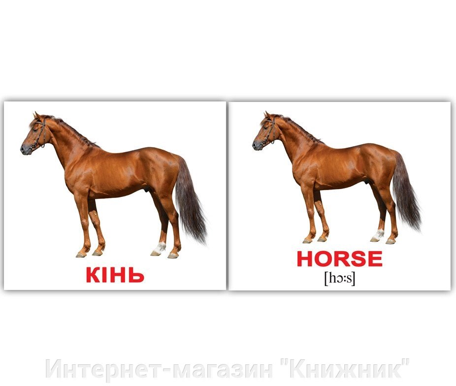 «Свійські тварини / Domestic animals» МІНІ 40 від компанії Інтернет-магазин "Книжник" - фото 1