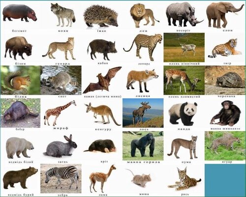 Елена Беркова бейнеленген порно видео Орыс секс: аналар мен ұлдар пиздадағы кончат