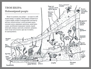 Книга Що це за орган? Дурнуватий довідник з анатомії твого тіла ArtBooks