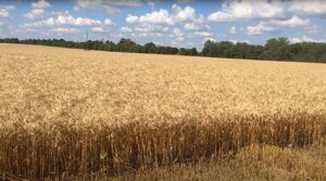 Насіння пшениці ярої, м'якої Струна миронівська, супер еліта