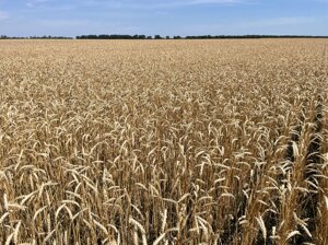 Насіння пшениці ярої, м'якої Барвиста, супер еліта