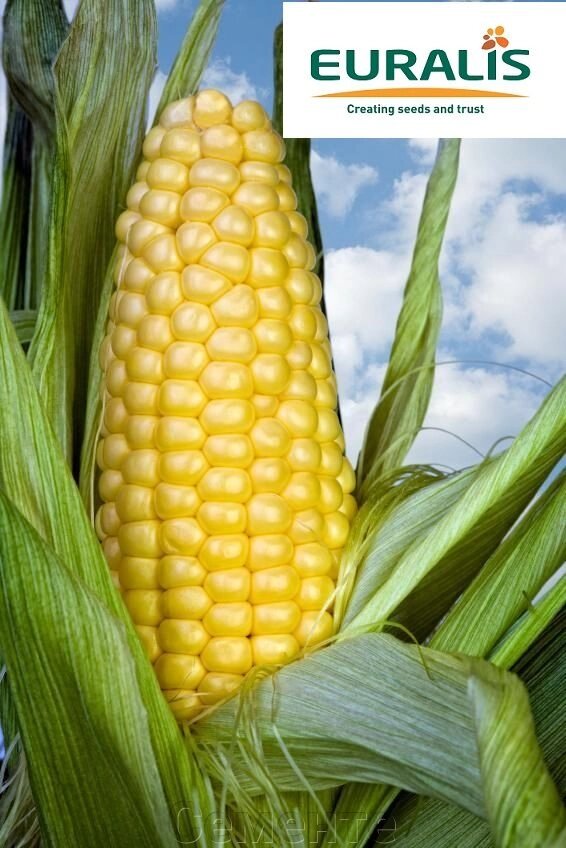 Насіння кукурудзи БІГ СТАР ФАО 220 від компанії Сементе - фото 1