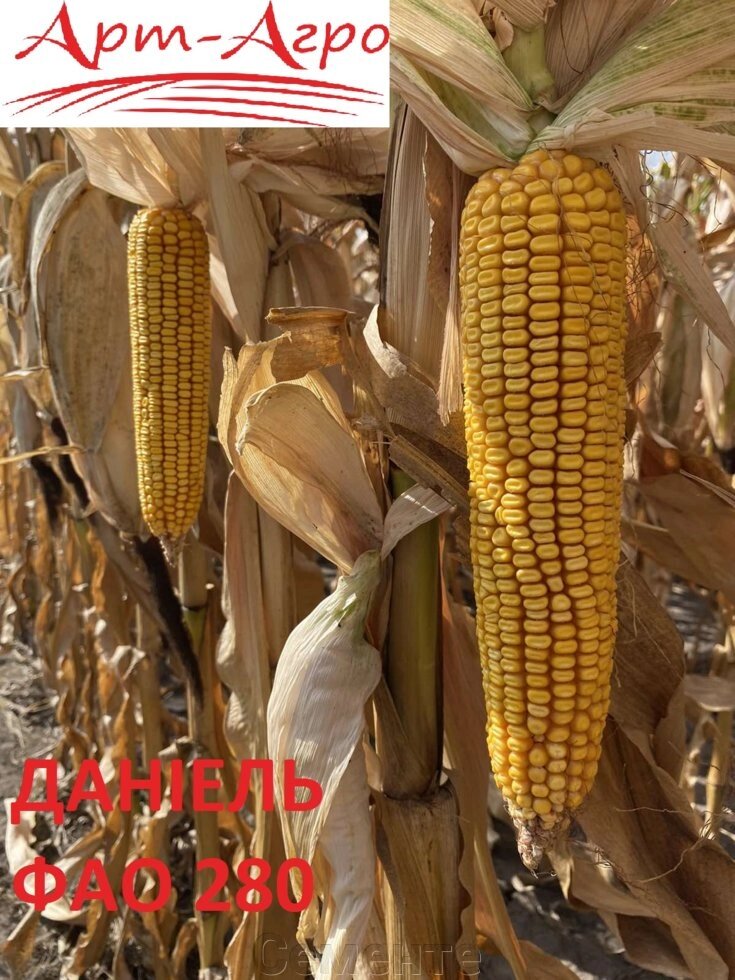 Насіння кукурудзи ДАНІЕЛЬ ФАО 280 від компанії Сементе - фото 1