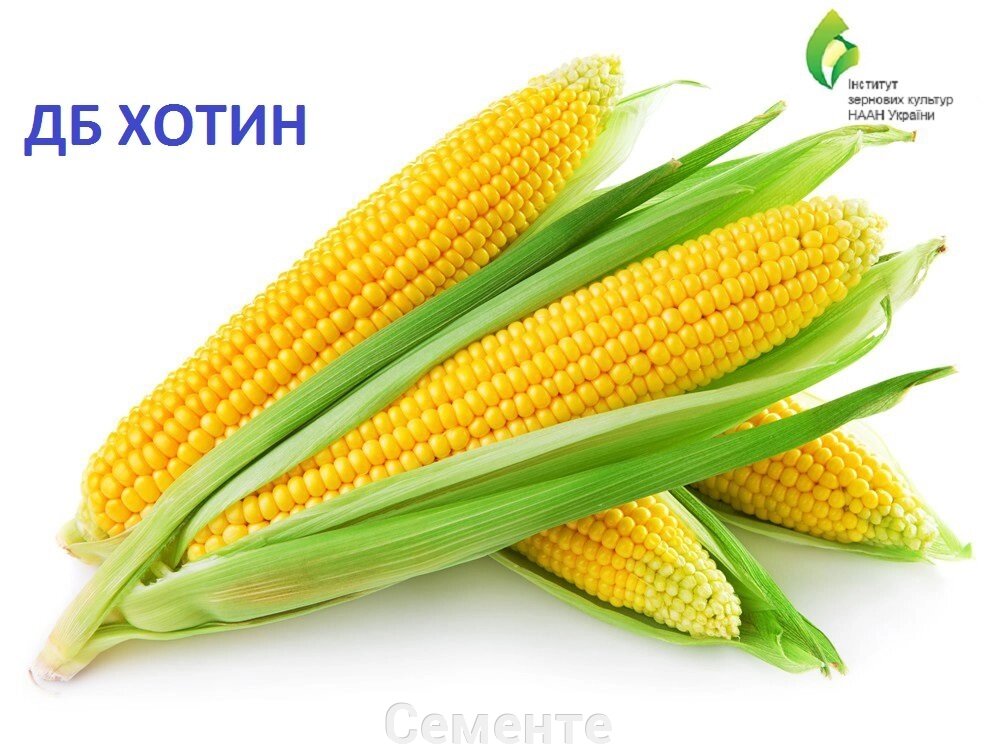 Насіння кукурудзи ДБ Хотин (ФАО 280) від компанії Сементе - фото 1