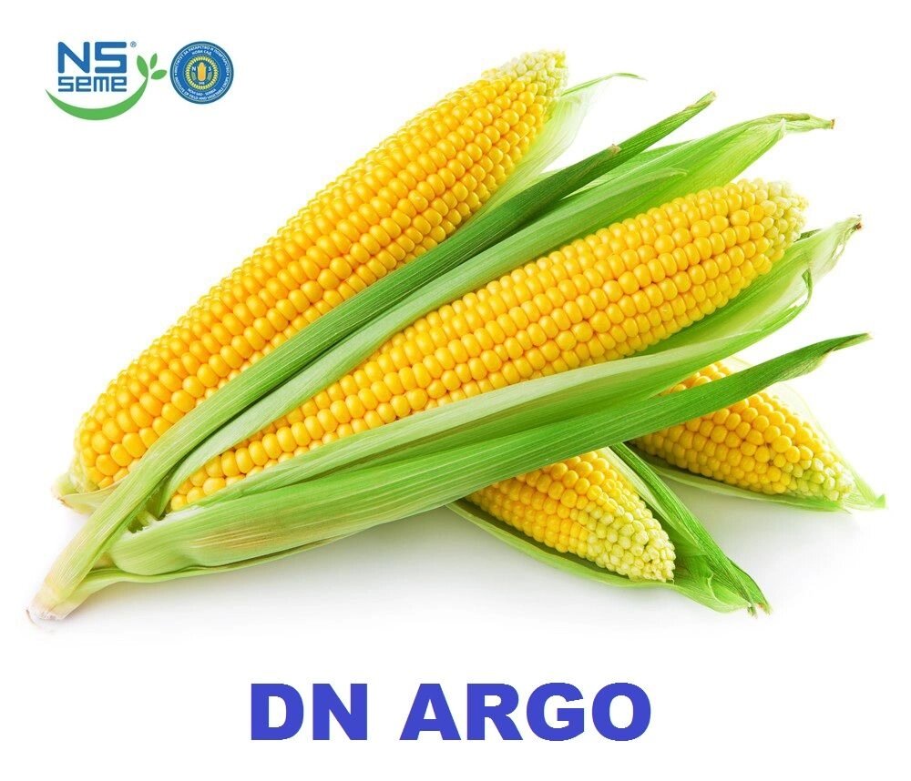 Насіння кукурудзи ДН Арго ФАО 250 від компанії Сементе - фото 1