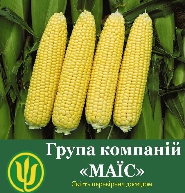 Насіння кукурудзи Кодівал ФАО 290 від компанії Сементе - фото 1