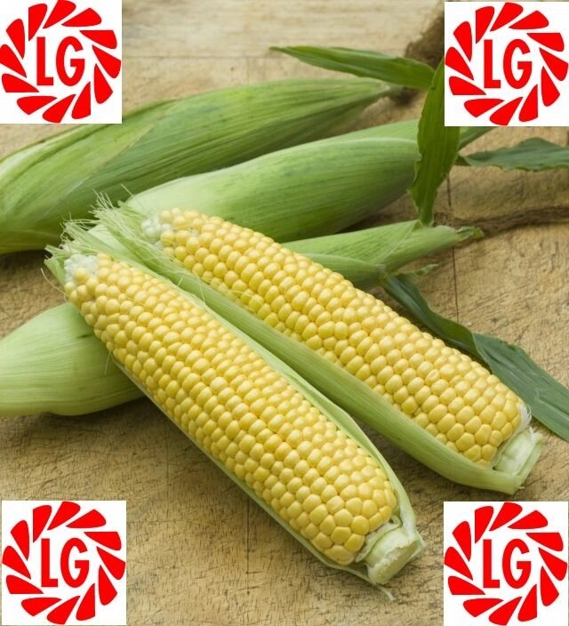 Насіння кукурудзи LG 3255 ФАО 250 від компанії Сементе - фото 1