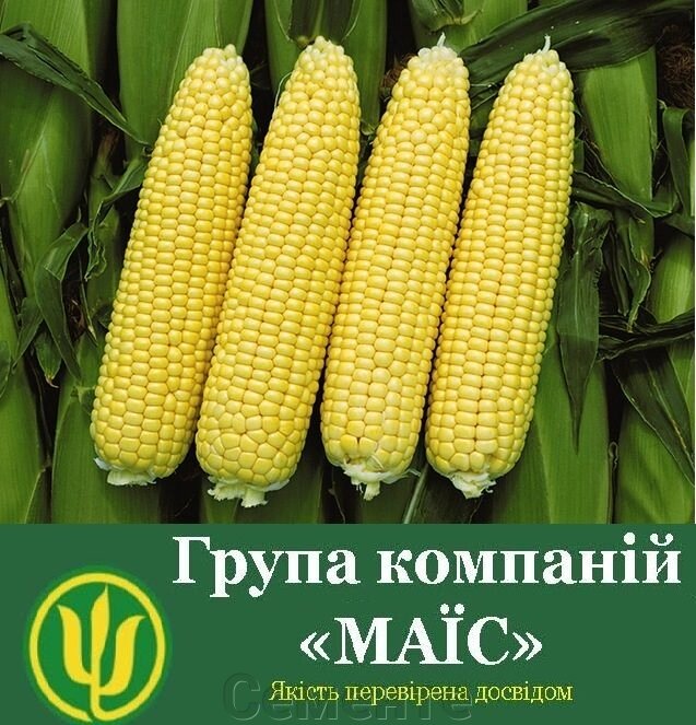 Насіння кукурудзи Марліз ФАО 280 від компанії Сементе - фото 1