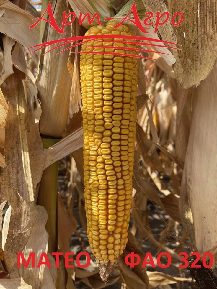 Насіння кукурудзи МАТЕО ФАО 320 від компанії Сементе - фото 1