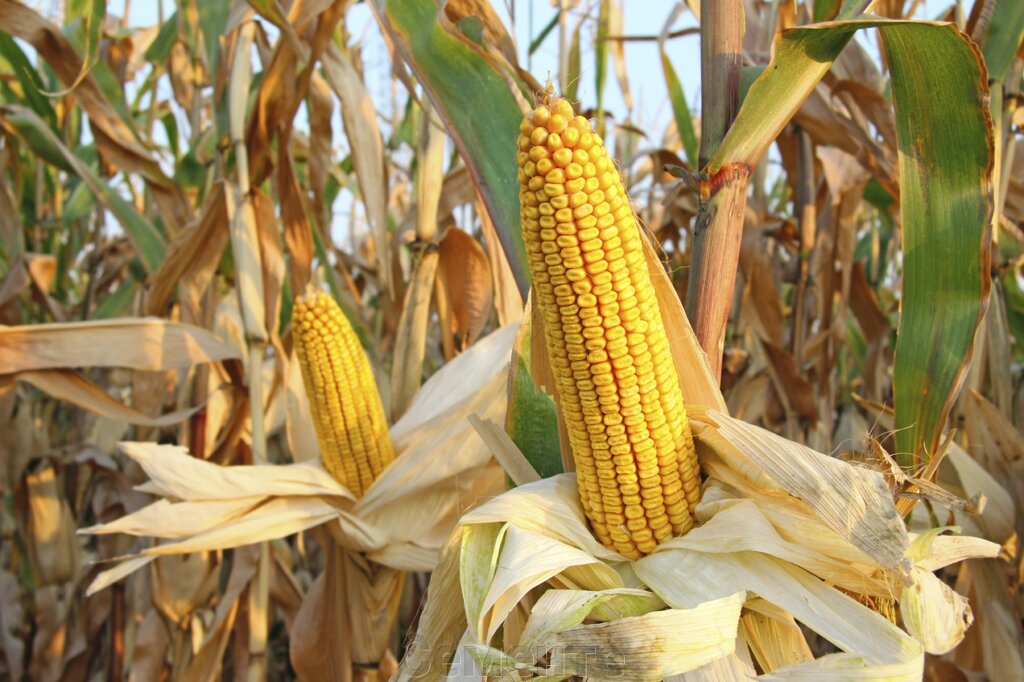 Насіння кукурудзи Туран ФАО 280 від компанії Сементе - фото 1