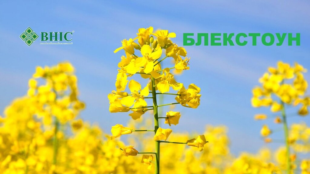 Насіння озимого ріпаку Блекстоун стійкий до Євро-Лайтнінгу. від компанії Сементе - фото 1