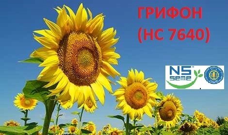 Насіння соняшника Грифон (НС 7640) під Євро-Лайтнінг від компанії Сементе - фото 1