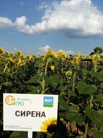 Насіння соняшника Сирена (Туреччина) жаростійкий від компанії Сементе - фото 1