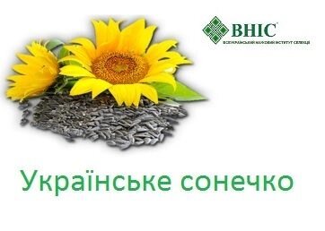 Насіння соняшнику Українське сонечко (90-95 днів) від компанії Сементе - фото 1
