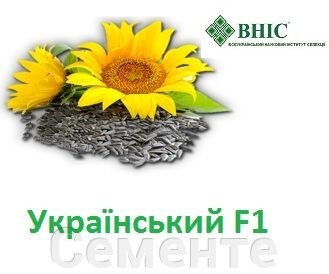 Насіння соняшнику Український F1 від компанії Сементе - фото 1