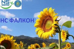 Насіння соняшника НС Фалкон стійкий до 8 рас вовчку