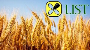 Пшениця озима Златоглава (ЛІСТ)