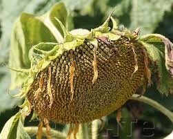 Сантос (100-105 дн) насіння соняшника під Євро-Лайтнінг від компанії Сементе - фото 1