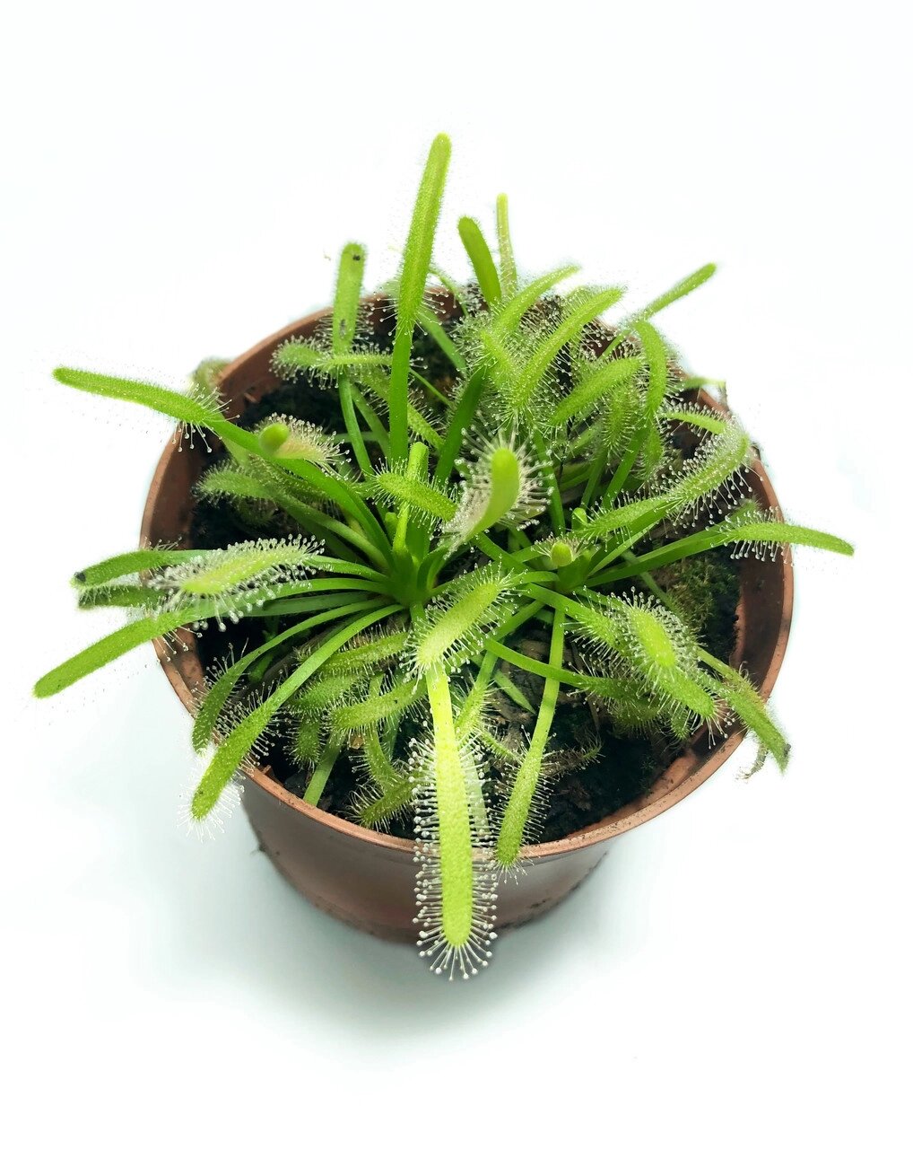 Рослина хижак Росянка Капська AlienPlants Drosera Capensis від компанії Універсальний Інтернет-магазин POPULAR - фото 1