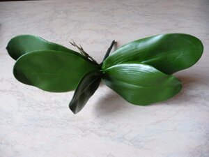 Лист орхідеї п'ятірка 26 см