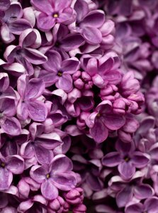 Віддушка для санитайзера , антисептика Lilac/Сирень