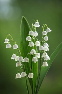 Віддушка для санитайзера , антисептика Lily of the valley/Конвалія