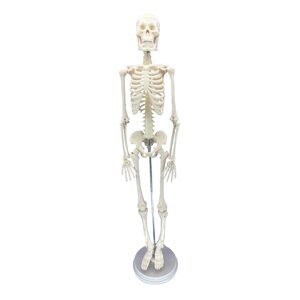 Модель скелета людини, розмір 40см х 10см