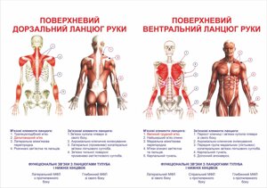 Плакат анатомічний - мускулатура людини