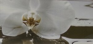 Плитка настінна День орхідея 2 панно 25 * 50, Березакераміка
