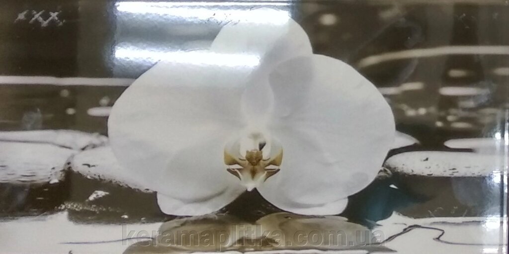 Плитка настінна Орхідея 1 декор 25х50, Березакераміка від компанії Магазин "Керама" м.Кременчук - фото 1