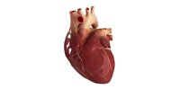 Засоби для здоров'я серцево-судинної системи