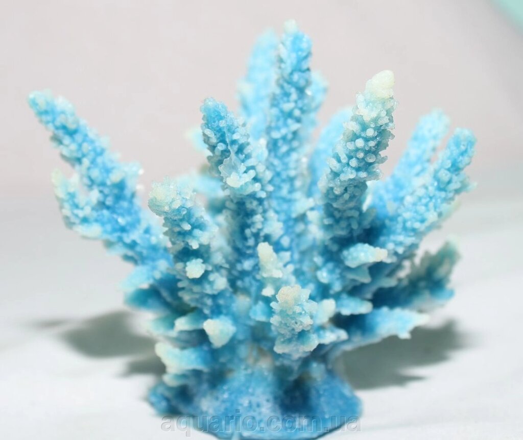 Актинії SH 059-1, корал від компанії Інтернет магазин акваріумістики "AquariO" - фото 1