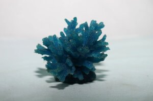 Актинії SH 066-1, корал