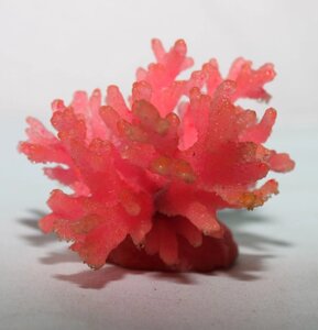 Актинії SH 066-2, корал