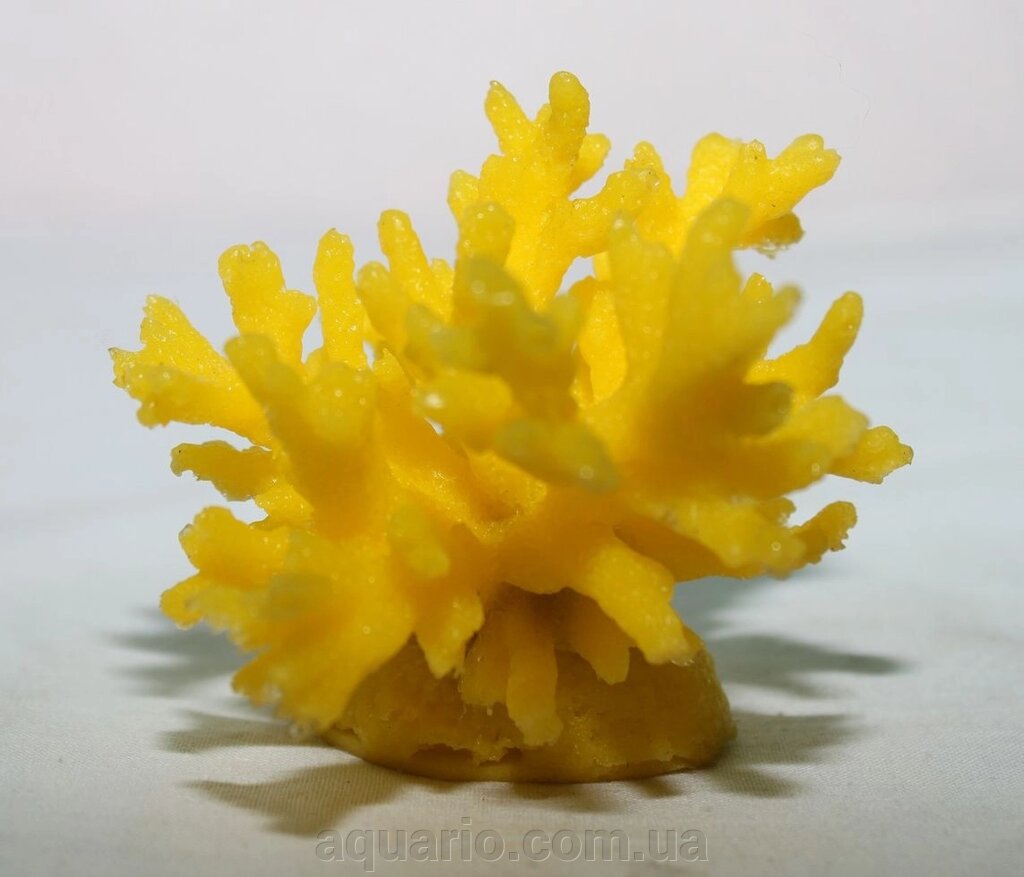 Актинії SH 066-3, корал від компанії Інтернет магазин акваріумістики "AquariO" - фото 1