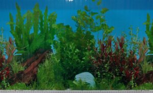 Фон для акваріума Nature # 9021 Aquatic water plants, висота 50 см рулон 25 м