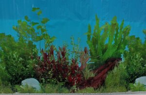 Фон для акваріума Nature # 9021 Aquatic water plants, висота 60 см рулон 25 м