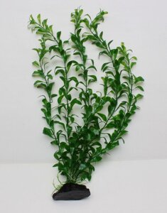 Рослини 50 см