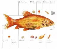 Лікарські препарати для риби