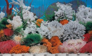 Фон для акваріума Nature # 9029 White coral, висота 50 см