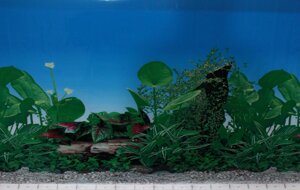 Фон для акваріума # 9011, висота 50 см в Одеській області от компании Интернет магазин аквариумистики "AquariO"