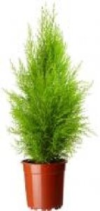 Рослина Кіпаріс Wilma 12х47 см