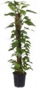 Рослина кімнатна Сциндапсус