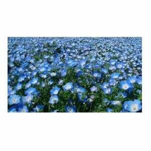 Насіння Професійне насіння льон великоквітковий 500 г