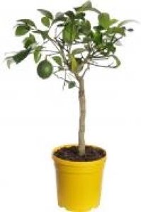 Рослина кімнатна Цитрус мікс 3 сорти 15/45